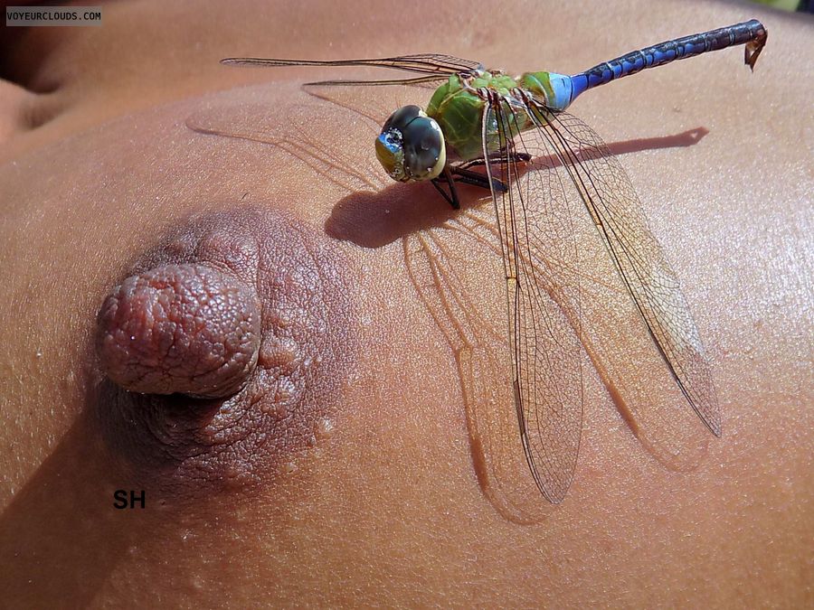 big nipples, tanned, sun, nipple, boob, naked, dragonfly